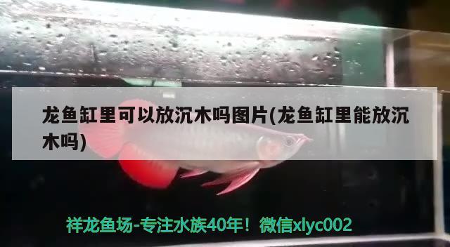 龍魚缸里可以放沉木嗎圖片(龍魚缸里能放沉木嗎) 粗線銀版魚