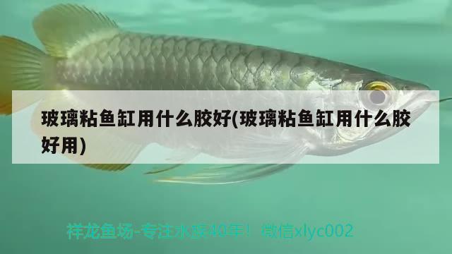 玻璃粘魚缸用什么膠好(玻璃粘魚缸用什么膠好用)