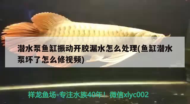 潛水泵魚缸振動開膠漏水怎么處理(魚缸潛水泵壞了怎么修視頻) 金三間魚 第1張