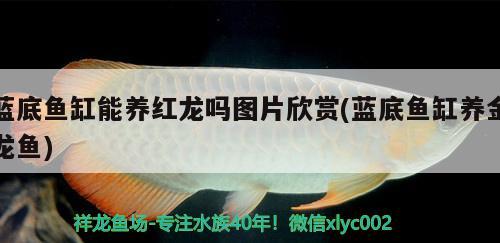 藍(lán)底魚缸能養(yǎng)紅龍嗎圖片欣賞(藍(lán)底魚缸養(yǎng)金龍魚) 委內(nèi)瑞拉奧里諾三間魚苗