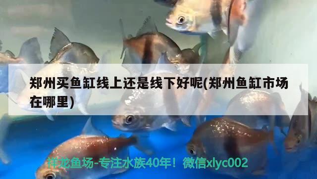 鄭州買魚缸線上還是線下好呢(鄭州魚缸市場在哪里) 黃金招財貓魚