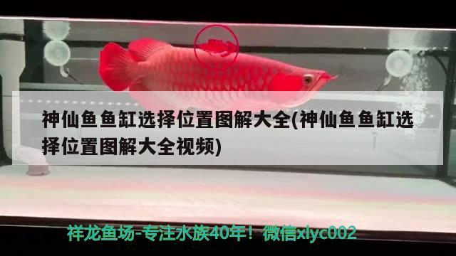 神仙魚魚缸選擇位置圖解大全(神仙魚魚缸選擇位置圖解大全視頻)