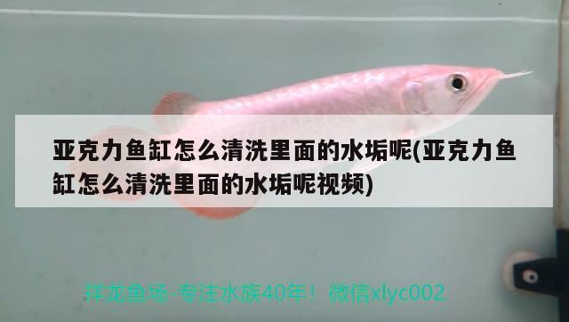 亞克力魚缸怎么清洗里面的水垢呢(亞克力魚缸怎么清洗里面的水垢呢視頻) 鴨嘴鯊魚