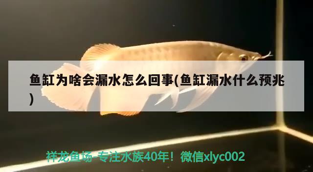 魚缸為啥會(huì)漏水怎么回事(魚缸漏水什么預(yù)兆)