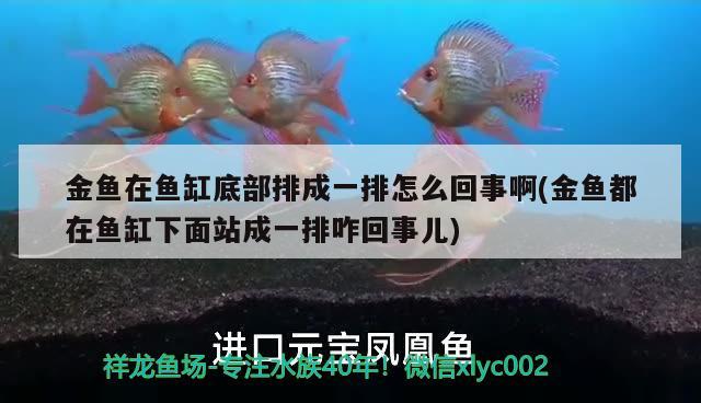 金魚在魚缸底部排成一排怎么回事啊(金魚都在魚缸下面站成一排咋回事兒)