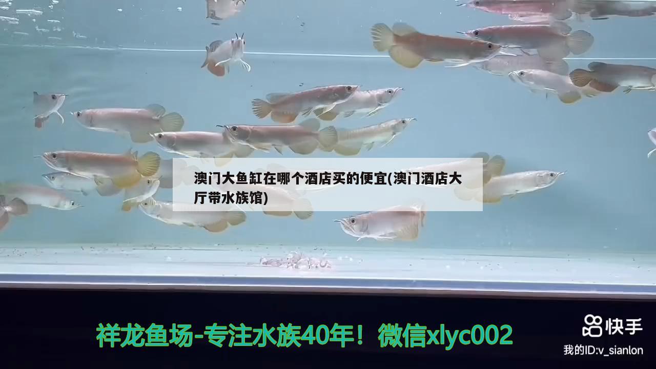 澳門大魚(yú)缸在哪個(gè)酒店買的便宜(澳門酒店大廳帶水族館) 其他益生菌