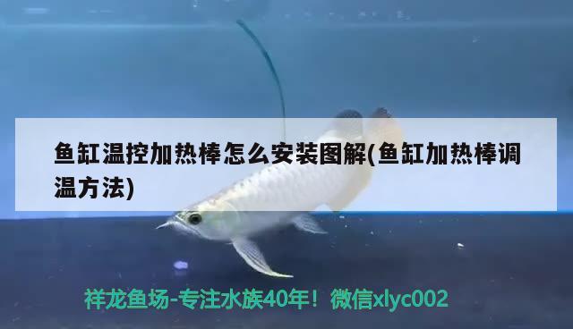 魚缸溫控加熱棒怎么安裝圖解(魚缸加熱棒調(diào)溫方法)