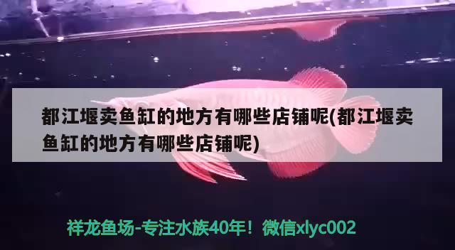 都江堰賣魚缸的地方有哪些店鋪呢(都江堰賣魚缸的地方有哪些店鋪呢)