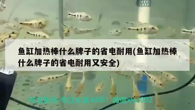 魚缸加熱棒什么牌子的省電耐用(魚缸加熱棒什么牌子的省電耐用又安全)