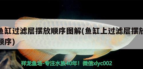 魚缸過濾層擺放順序圖解(魚缸上過濾層擺放順序) 國產(chǎn)元寶鳳凰魚