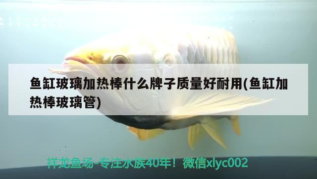 魚缸玻璃加熱棒什么牌子質量好耐用(魚缸加熱棒玻璃管) 野彩魚