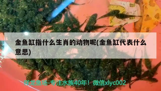 金魚缸指什么生肖的動物呢(金魚缸代表什么意思) 鸚鵡魚