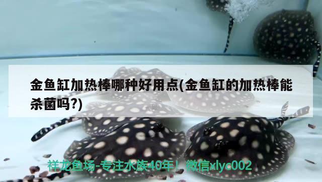 金魚缸加熱棒哪種好用點(金魚缸的加熱棒能殺菌嗎?) 白子銀版魚