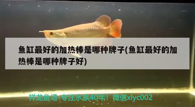 魚(yú)缸最好的加熱棒是哪種牌子(魚(yú)缸最好的加熱棒是哪種牌子好) 祥龍進(jìn)口元寶鳳凰魚(yú)