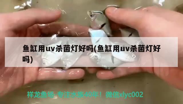 魚缸用uv殺菌燈好嗎(魚缸用uv殺菌燈好嗎) 三間鼠魚苗