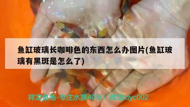 魚缸玻璃長(zhǎng)咖啡色的東西怎么辦圖片(魚缸玻璃有黑斑是怎么了) 馬來(lái)西亞咖啡 第2張