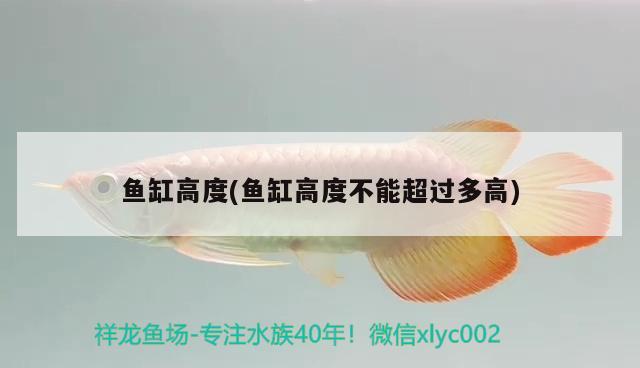 魚缸高度(魚缸高度不能超過多高) 青龍魚