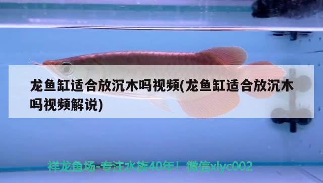 龍魚缸適合放沉木嗎視頻(龍魚缸適合放沉木嗎視頻解說)