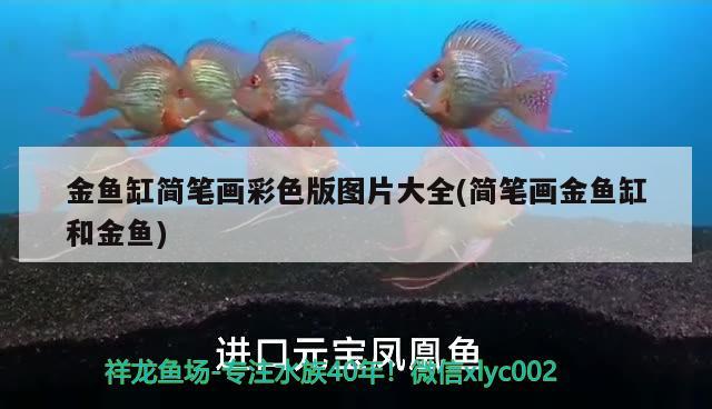 金魚缸簡筆畫彩色版圖片大全(簡筆畫金魚缸和金魚) 蘇虎苗（蘇門答臘虎魚苗）