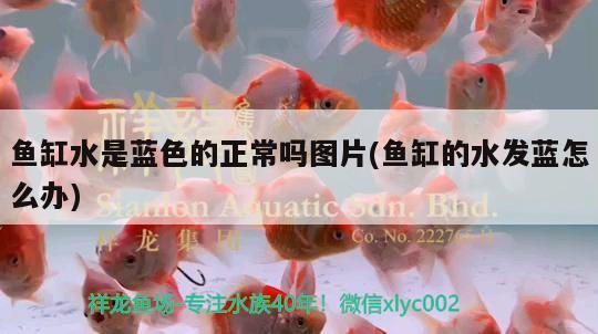 魚缸水是藍色的正常嗎圖片(魚缸的水發(fā)藍怎么辦) 撒旦鴨嘴魚