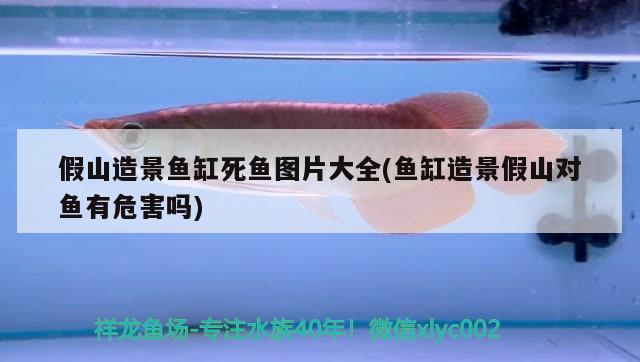 假山造景魚(yú)缸死魚(yú)圖片大全(魚(yú)缸造景假山對(duì)魚(yú)有危害嗎) 藍(lán)帆三間魚(yú)