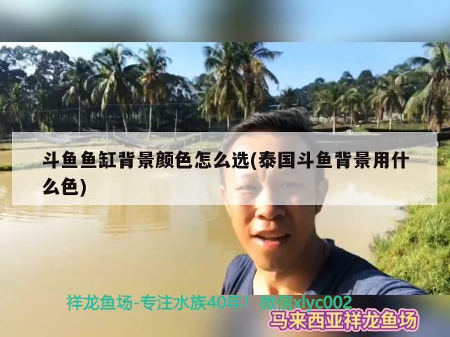 斗魚魚缸背景顏色怎么選(泰國斗魚背景用什么色)