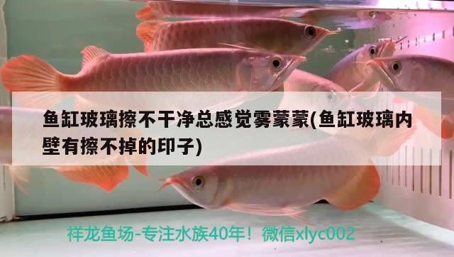 魚缸玻璃擦不干凈總感覺霧蒙蒙(魚缸玻璃內(nèi)壁有擦不掉的印子)