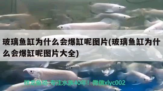 玻璃魚缸為什么會爆缸呢圖片(玻璃魚缸為什么會爆缸呢圖片大全)