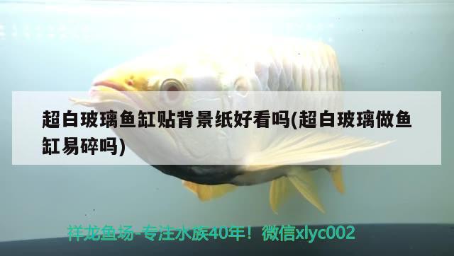 超白玻璃魚缸貼背景紙好看嗎(超白玻璃做魚缸易碎嗎)