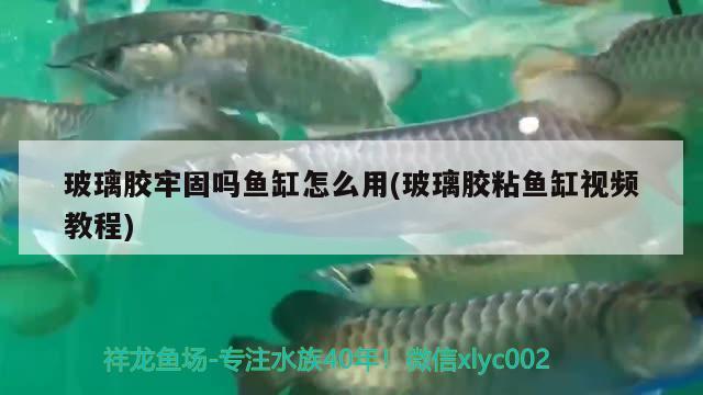 玻璃膠牢固嗎魚缸怎么用(玻璃膠粘魚缸視頻教程) 養(yǎng)魚的好處