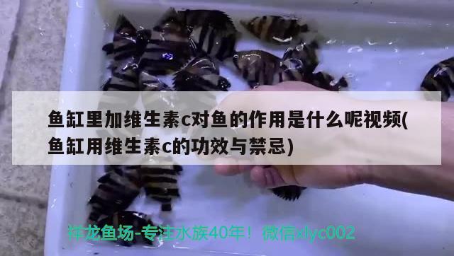 魚缸里加維生素c對魚的作用是什么呢視頻(魚缸用維生素c的功效與禁忌) 錦鯉池魚池建設(shè)