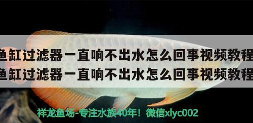 魚缸過濾器一直響不出水怎么回事視頻教程(魚缸過濾器一直響不出水怎么回事視頻教程)