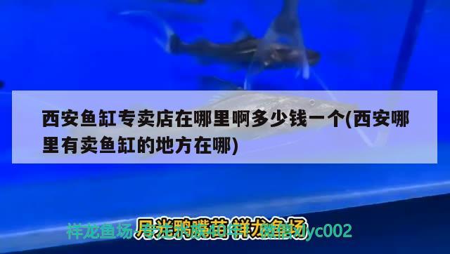 西安魚缸專賣店在哪里啊多少錢一個(gè)(西安哪里有賣魚缸的地方在哪) 非洲金鼓魚