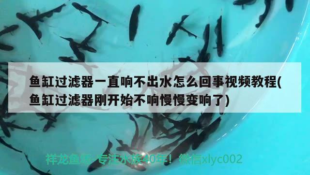 魚缸過濾器一直響不出水怎么回事視頻教程(魚缸過濾器剛開始不響慢慢變響了) 造景/裝飾