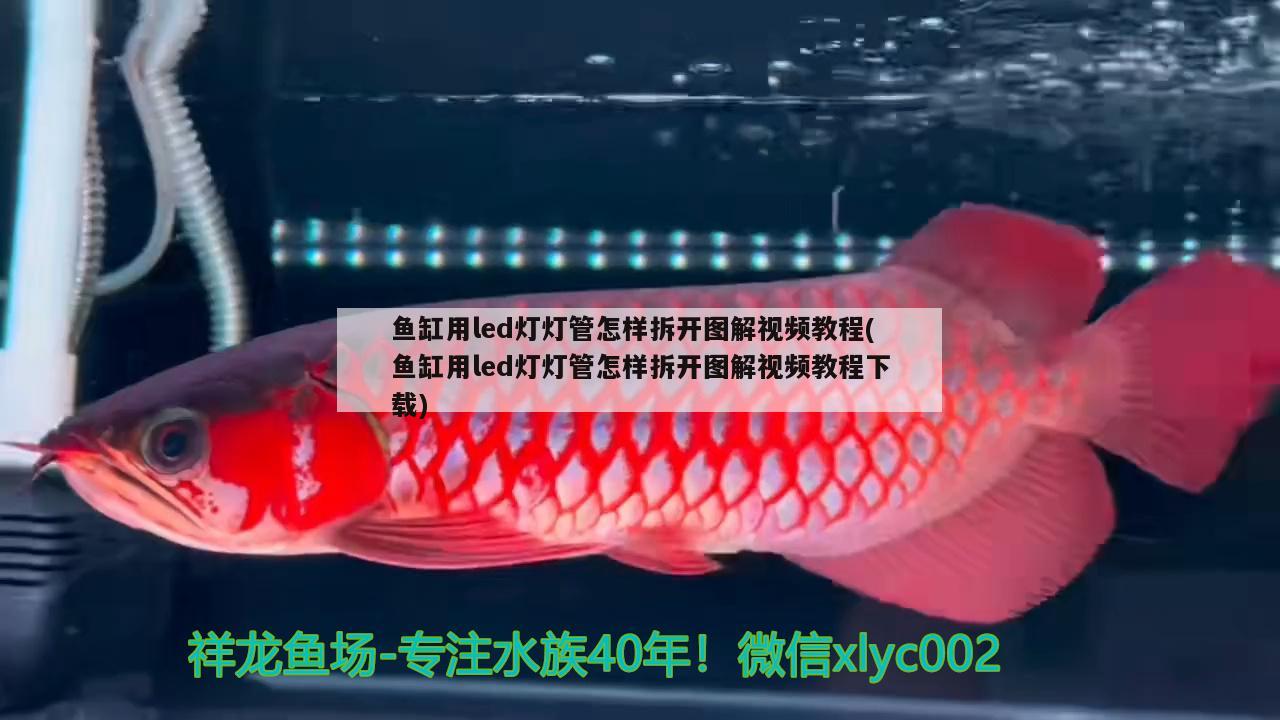 魚(yú)缸用led燈燈管怎樣拆開(kāi)圖解視頻教程(魚(yú)缸用led燈燈管怎樣拆開(kāi)圖解視頻教程下載) 帝王迷宮 第2張