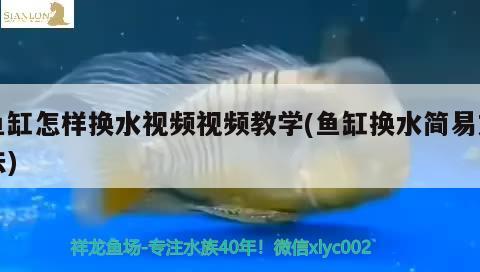 魚缸怎樣換水視頻視頻教學(xué)(魚缸換水簡易方法)