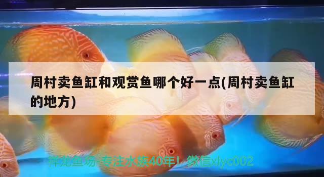 周村賣魚缸和觀賞魚哪個(gè)好一點(diǎn)(周村賣魚缸的地方)