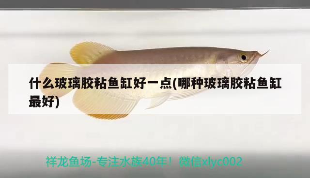 什么玻璃膠粘魚缸好一點(diǎn)(哪種玻璃膠粘魚缸最好)