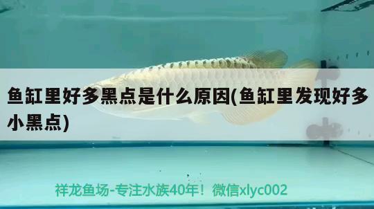 魚(yú)缸里好多黑點(diǎn)是什么原因(魚(yú)缸里發(fā)現(xiàn)好多小黑點(diǎn))