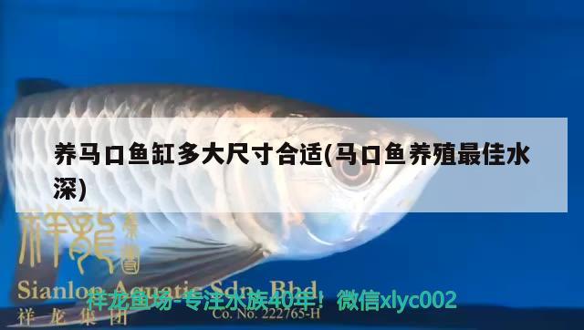 養(yǎng)馬口魚(yú)缸多大尺寸合適(馬口魚(yú)養(yǎng)殖最佳水深)