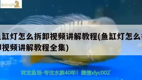 魚(yú)缸燈怎么拆卸視頻講解教程(魚(yú)缸燈怎么拆卸視頻講解教程全集) 過(guò)濾設(shè)備