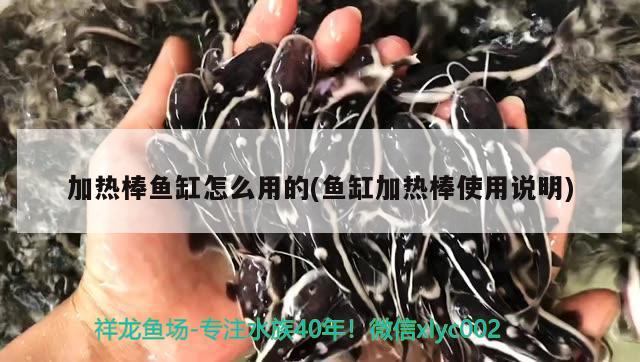 加熱棒魚缸怎么用的(魚缸加熱棒使用說明) 黑白雙星魚