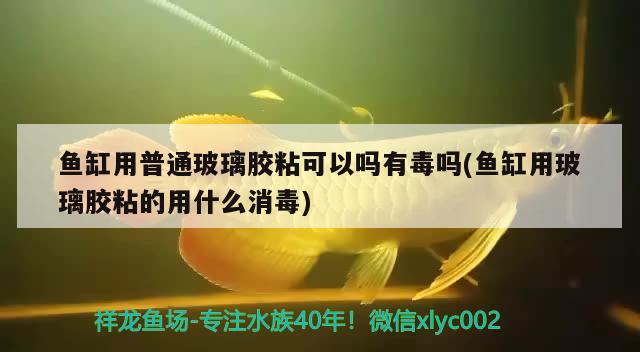 魚缸用普通玻璃膠粘可以嗎有毒嗎(魚缸用玻璃膠粘的用什么消毒)