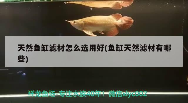 天然魚缸濾材怎么選用好(魚缸天然濾材有哪些)