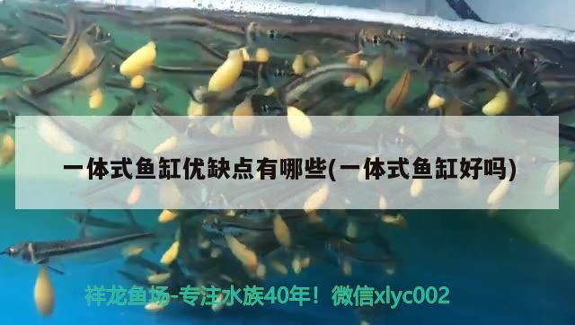 一體式魚缸優(yōu)缺點(diǎn)有哪些(一體式魚缸好嗎)