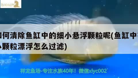 如何清除魚缸中的細(xì)小懸浮顆粒呢(魚缸中有小顆粒漂浮怎么過(guò)濾)