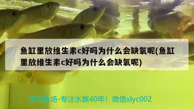 魚缸里放維生素c好嗎為什么會(huì)缺氧呢(魚缸里放維生素c好嗎為什么會(huì)缺氧呢) 伊巴卡魚