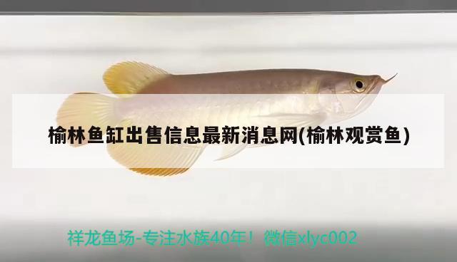 榆林魚缸出售信息最新消息網(wǎng)(榆林觀賞魚)