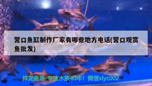 營(yíng)口魚缸制作廠家有哪些地方電話(營(yíng)口觀賞魚批發(fā))