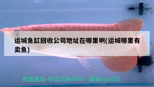 運(yùn)城魚缸回收公司地址在哪里啊(運(yùn)城哪里有賣魚)